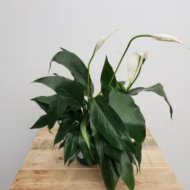 4" peace lily spathiphyllum